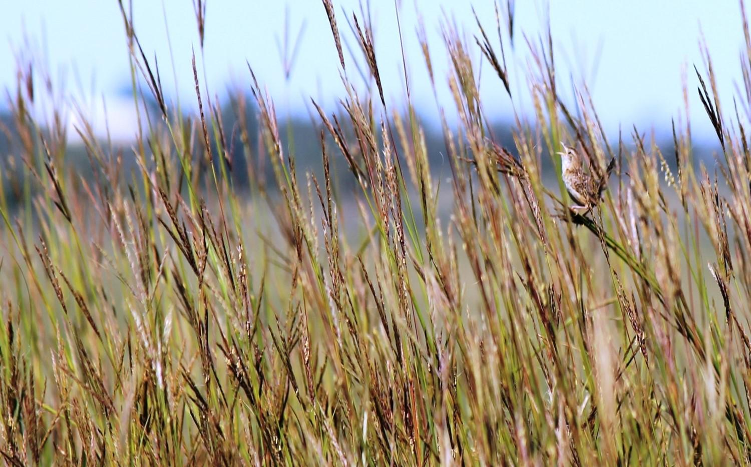 Tallgrass Prairie Management | Spring Creek Prairie Audubon Center