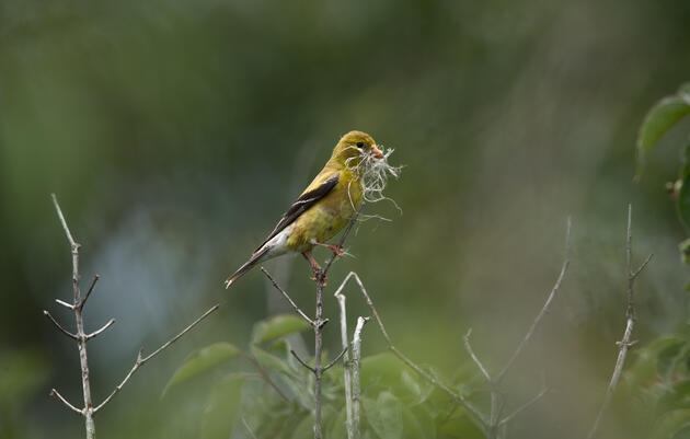 Great Backyard Bird Count