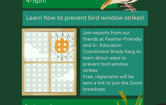 Bird Strike Busters Webinar