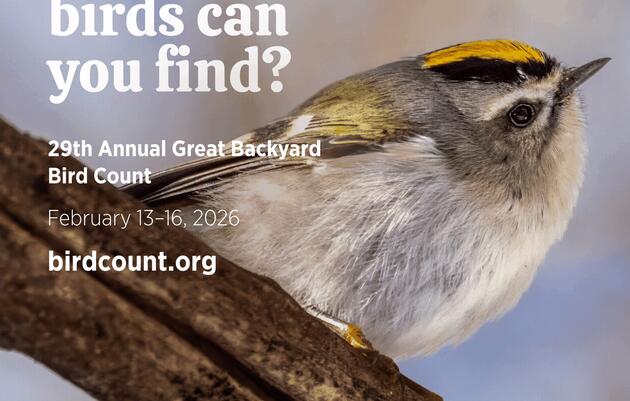 Great Backyard Bird Count