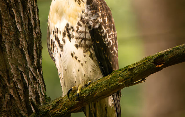 Great Backyard Bird Count