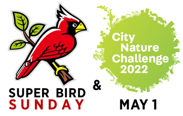 Super BIRD Sunday & City Nature Challenge