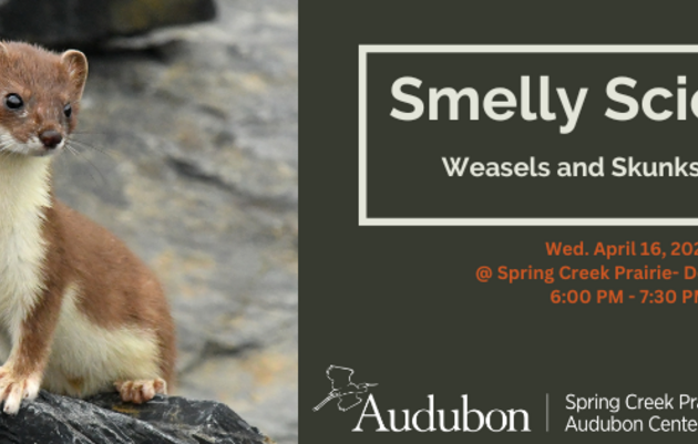 Smelly Science: Weasels & Skunks STINK!