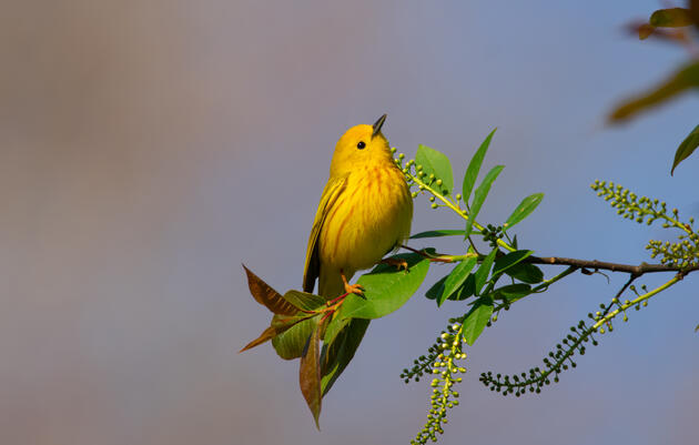 Third Tuesday Bird Outings