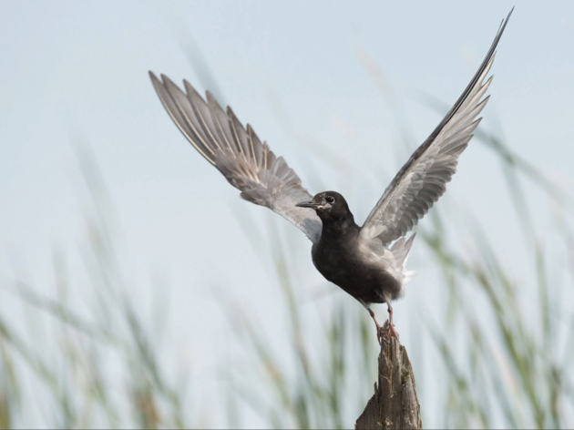 Spring Creek Prairie records first migrating bird on Motus tower