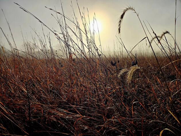 Native Roots and Resiliency
