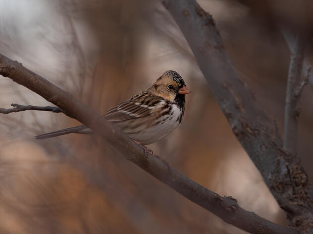 Fall Migration at Spring Creek Prairie