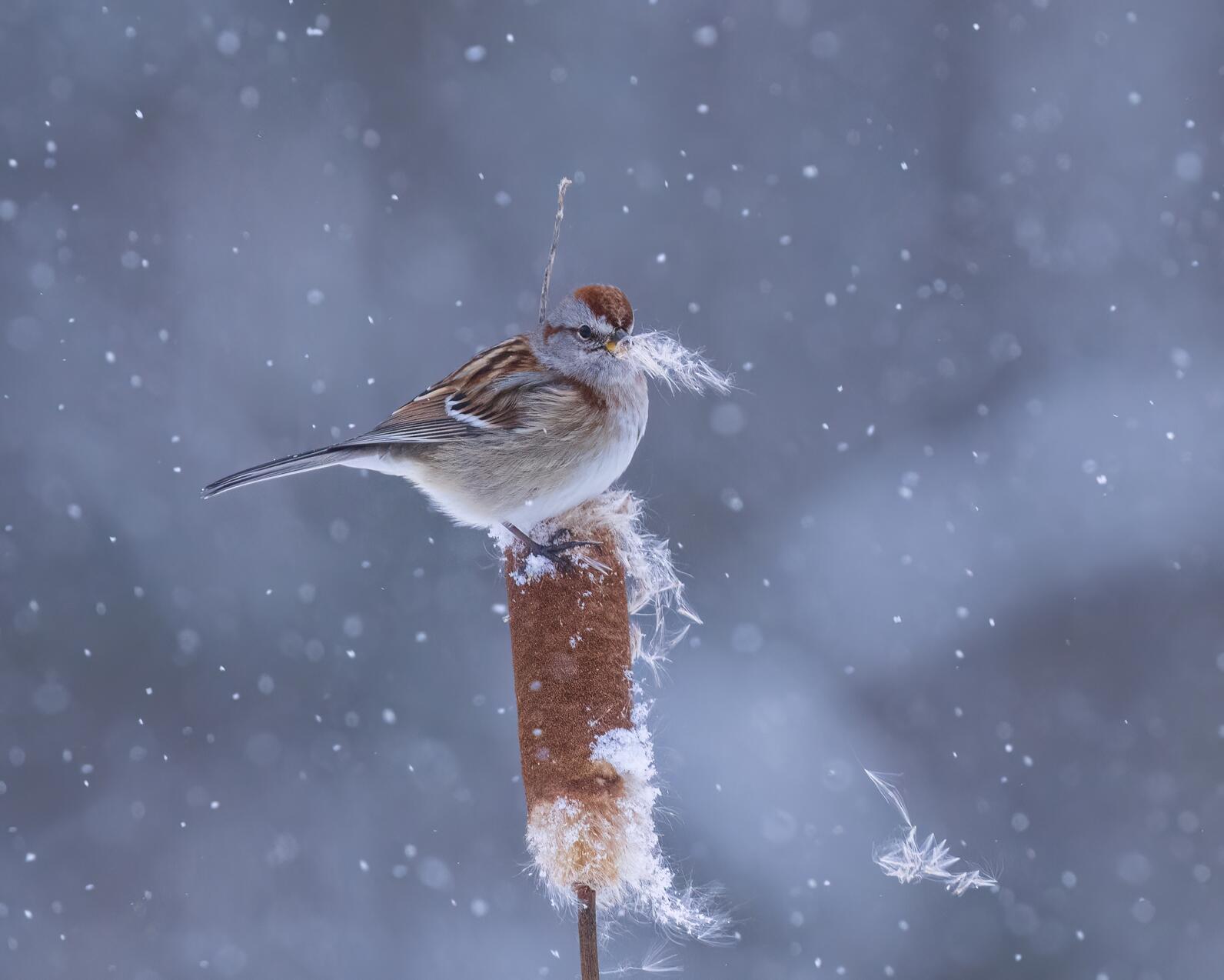 American tree sparrow