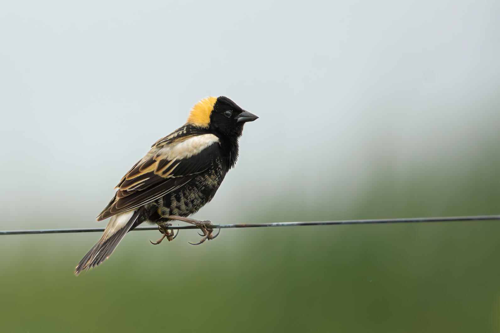 Bobolink