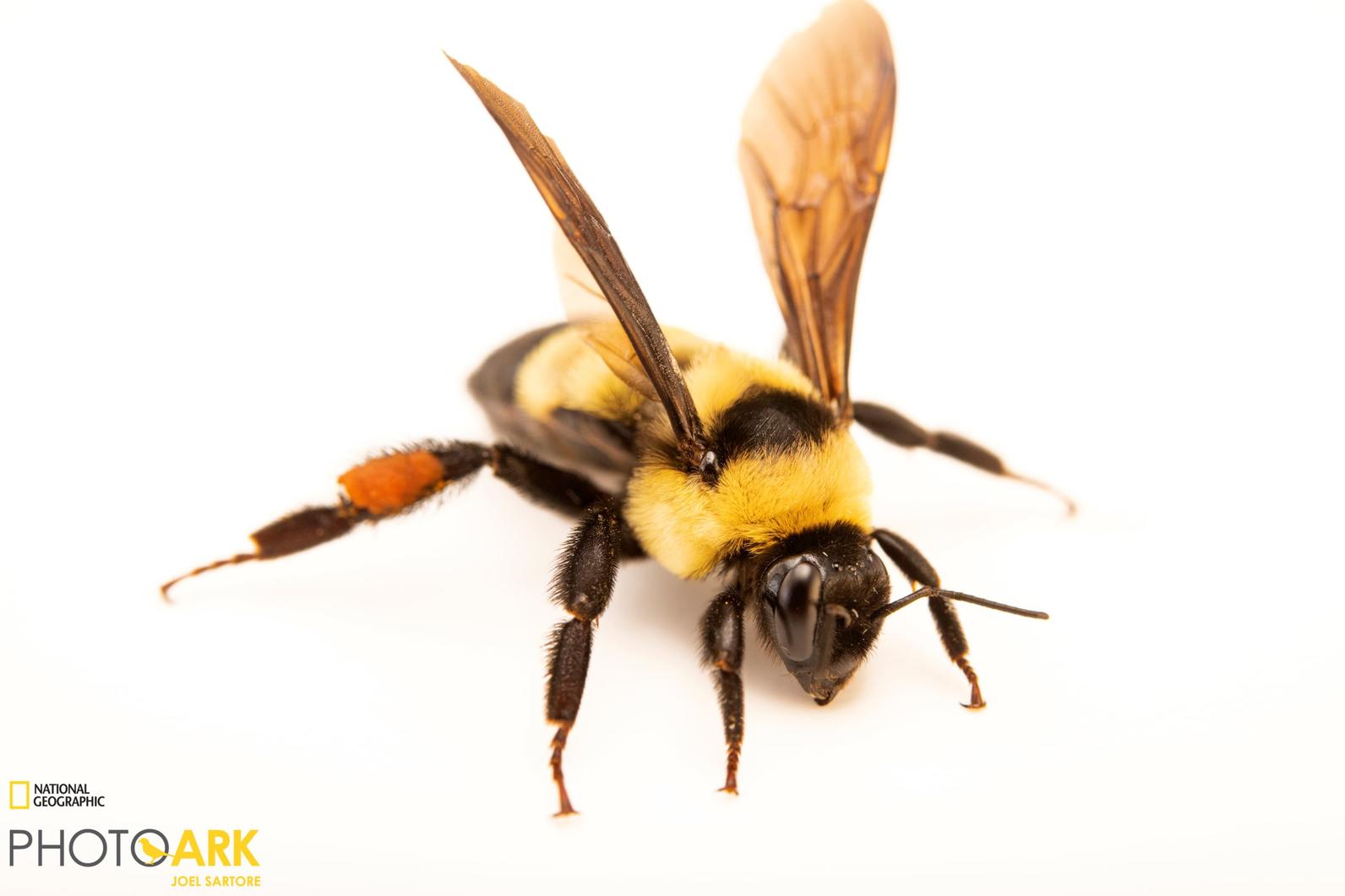 At-Risk Bumble Bee Found at Audubon's Spring Creek Prairie
