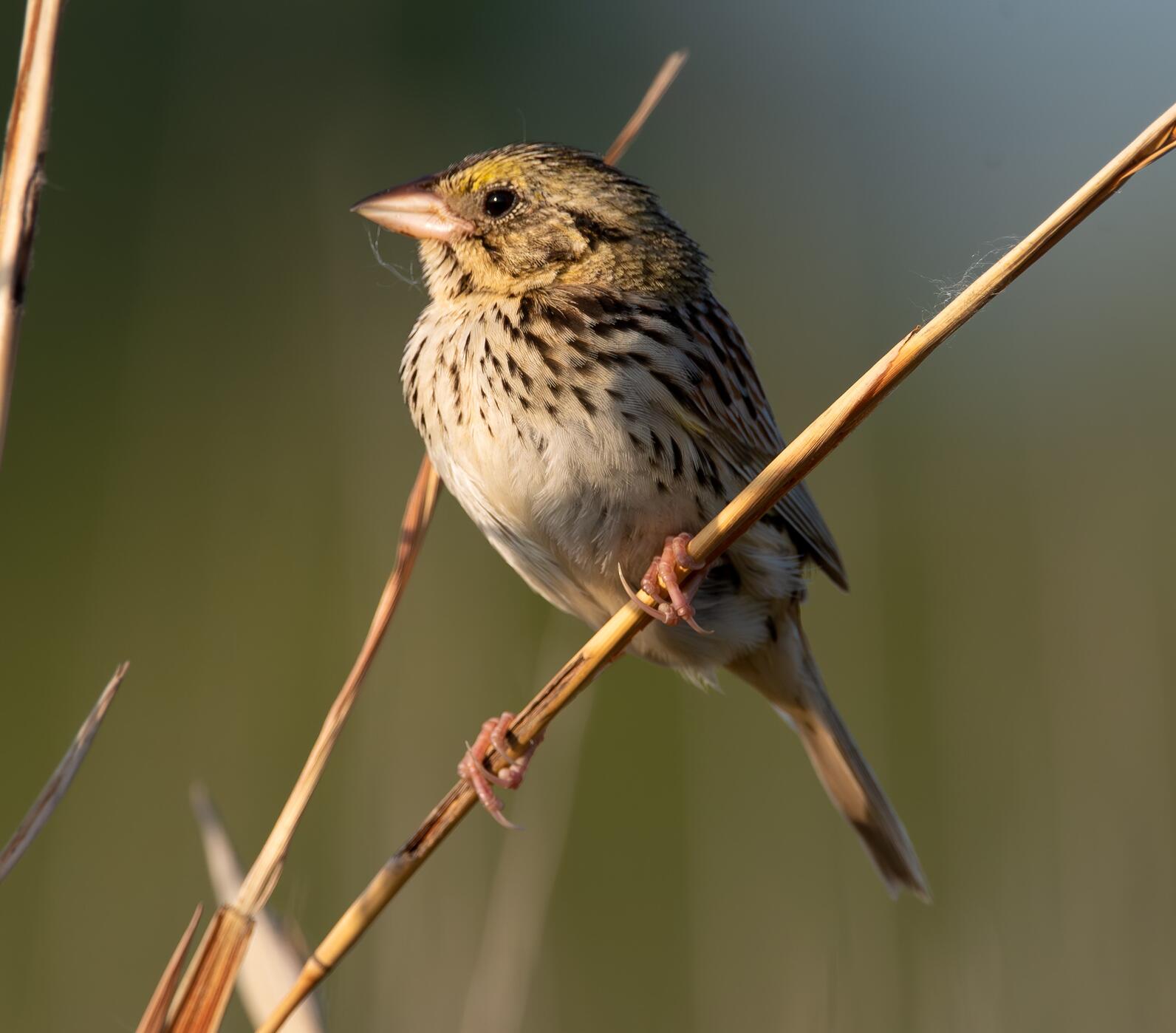 Henslow's sparrow