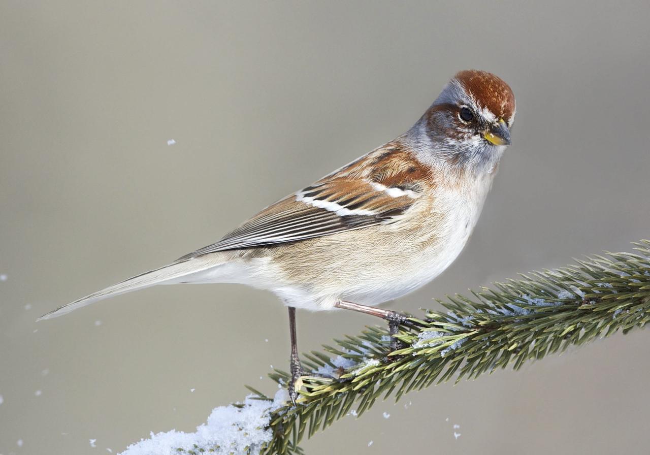 Great Backyard Bird Count Friday Spring Creek Prairie Audubon